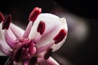 Пестики и тычинки растения сусак зонтичный (Butomus umbellatus) — один из кадров серии "Цветочная эротика"